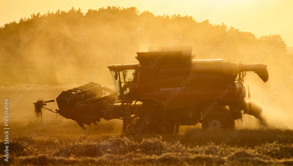 Fototapeta premium Combine harvester agriculture machine harvesting golden ripe wheat field in light of the setting sun in Germany
