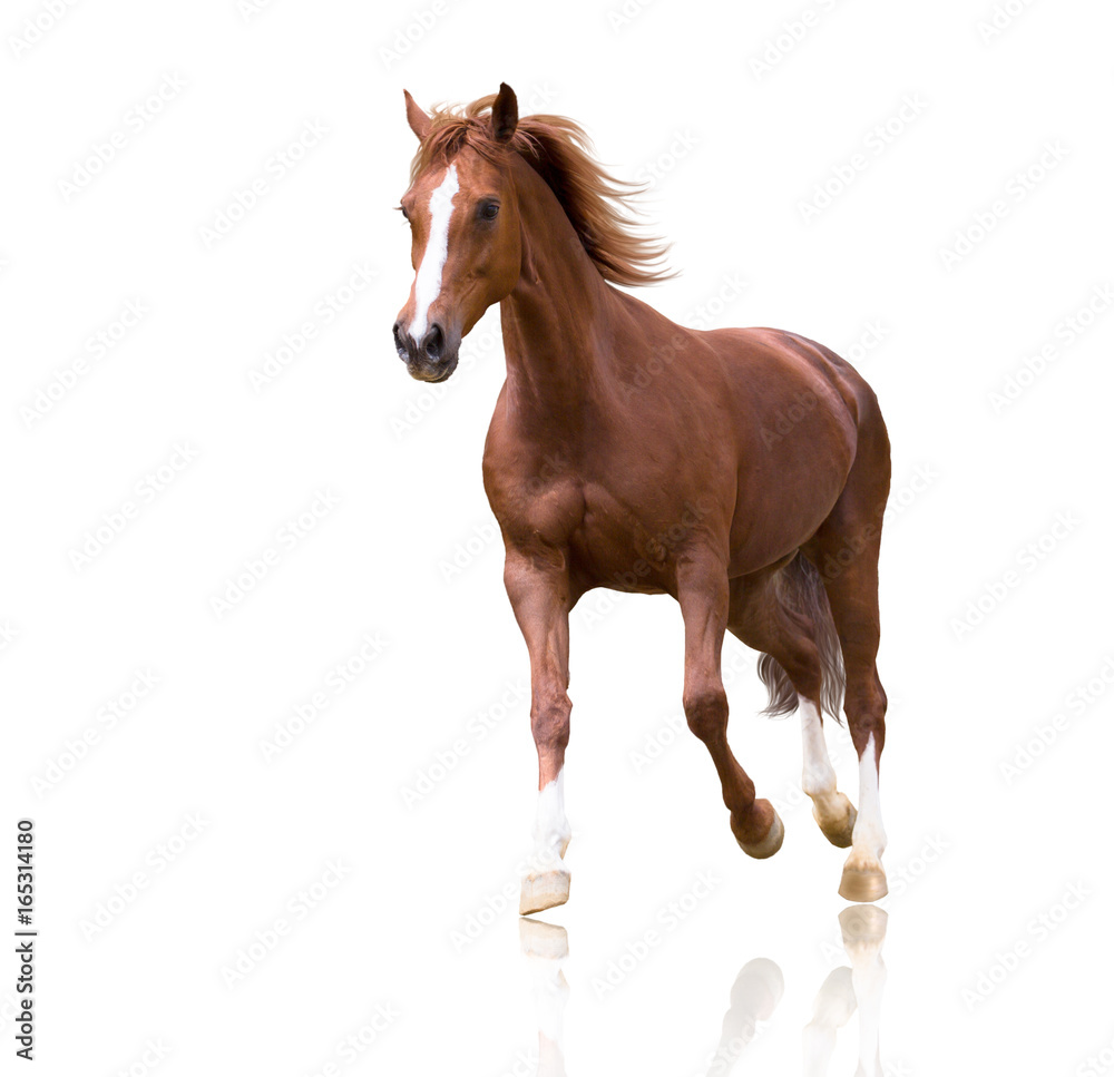 Naklejka premium czerwony koń z trzema białymi nogami i białą linią na twarzy na białym tle działa