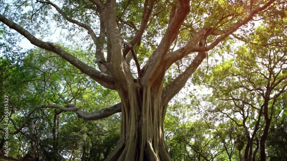 Eerie Tropical Tree in Polonnaruwa. UltraHD 4k video Eerie Tropical Tree in Polonnaruwa. UltraHD 4k video