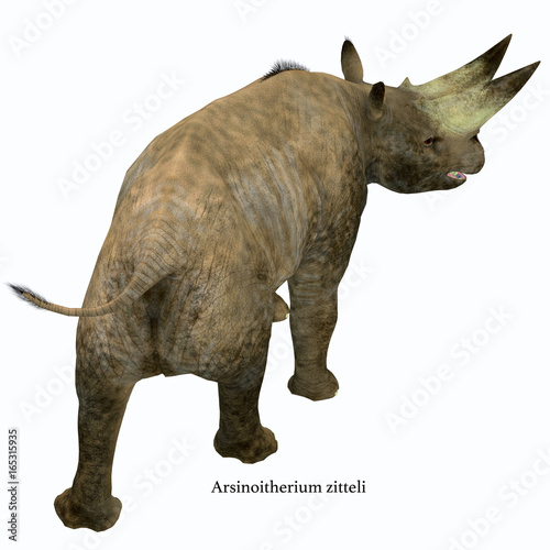 Arsinoitherium Mammal Tail with Font - Arsinoitherium was a herbivorous rhinoceros-like mammal that lived in Africa in the Early Oligocene Period. photo