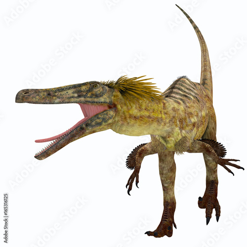 Austroraptor Dinosaur on White - Austroraptor was a carnivorous theropod dinosaur that lived in Argentina in the Cretaceous Period.