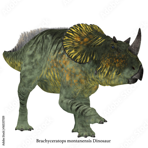 Brachyceratops Dinosaur on White with Font - Brachyceratops is a herbivorous Ceratopsian dinosaur that lived in Alberta, Canada and Montana, USA in the Cretaceous Period. © Catmando