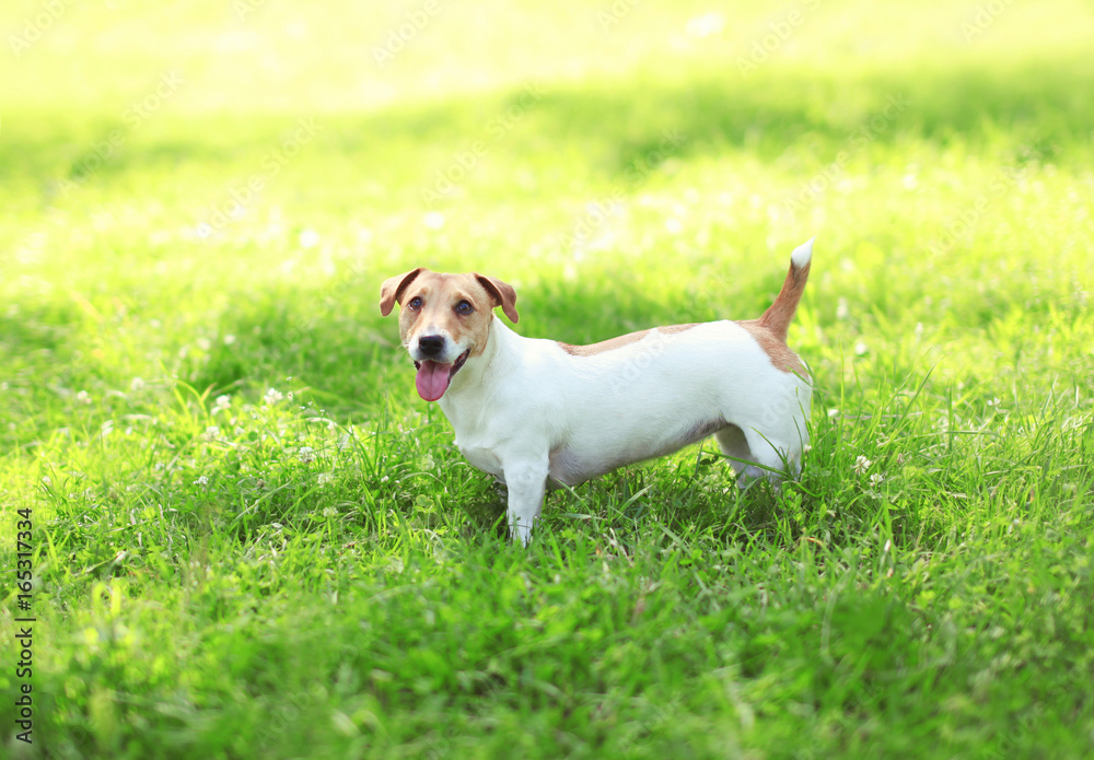 Happy Jack Russell Terrier dog on the green grass at summer sunny day