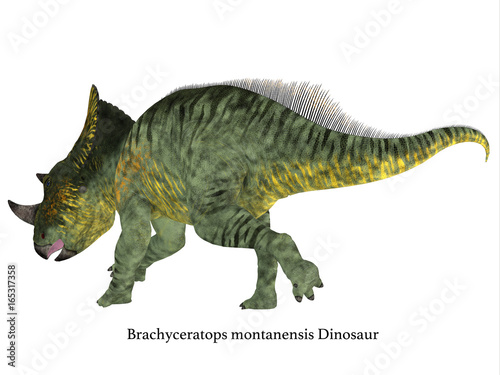 Brachyceratops Dinosaur Tail with Font - Brachyceratops is a herbivorous Ceratopsian dinosaur that lived in Alberta, Canada and Montana, USA in the Cretaceous Period. © Catmando