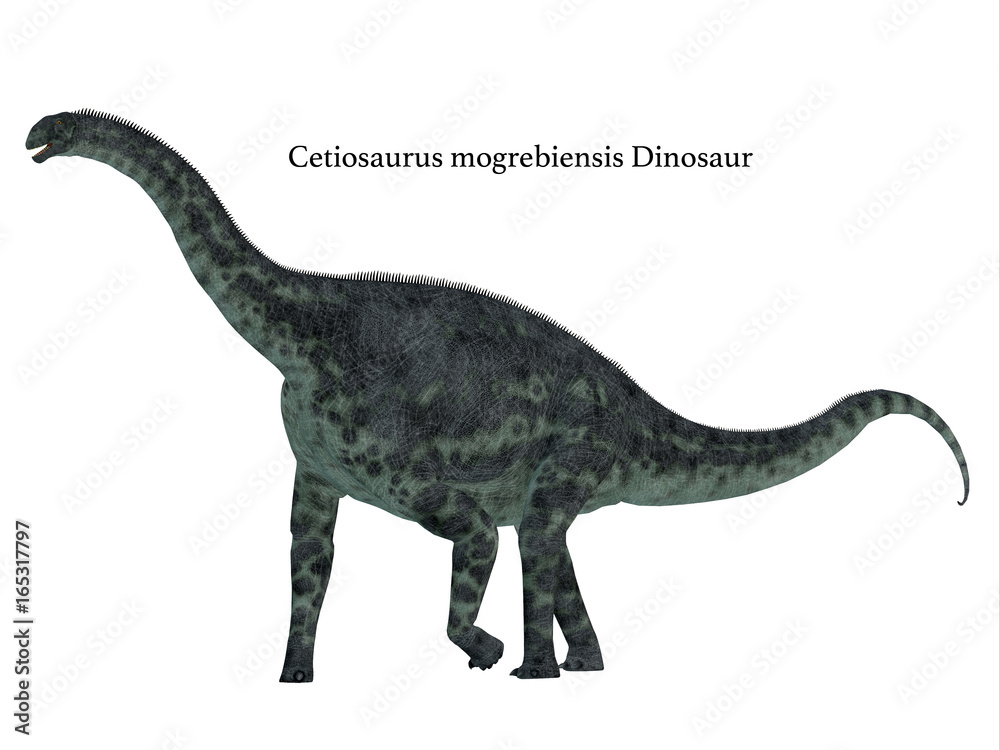 Naklejka premium Cetiosaurus Dinosaur Side Profile with Font - Cetiosaurus was a herbivorous sauropod dinosaur that lived in Morocco, Africa in the Jurassic Period.