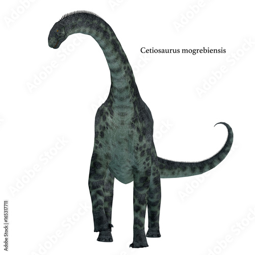 Cetiosaurus Dinosaur on White with Font - Cetiosaurus was a herbivorous sauropod dinosaur that lived in Morocco, Africa in the Jurassic Period. photo