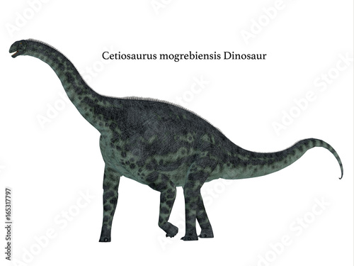 Cetiosaurus Dinosaur Side Profile with Font - Cetiosaurus was a herbivorous sauropod dinosaur that lived in Morocco, Africa in the Jurassic Period. © Catmando