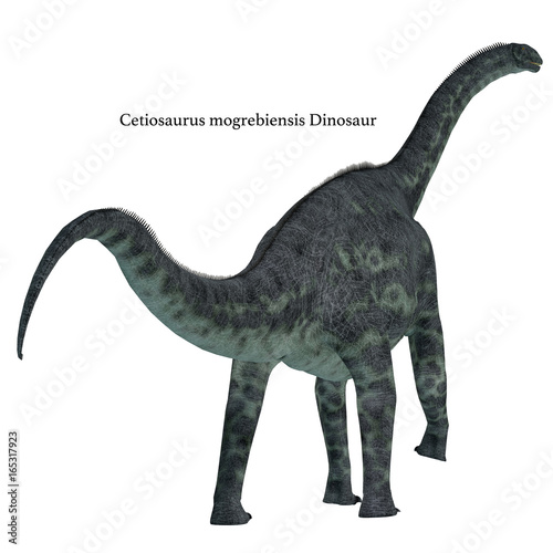 Cetiosaurus Dinosaur Tail with Font - Cetiosaurus was a herbivorous sauropod dinosaur that lived in Morocco  Africa in the Jurassic Period.