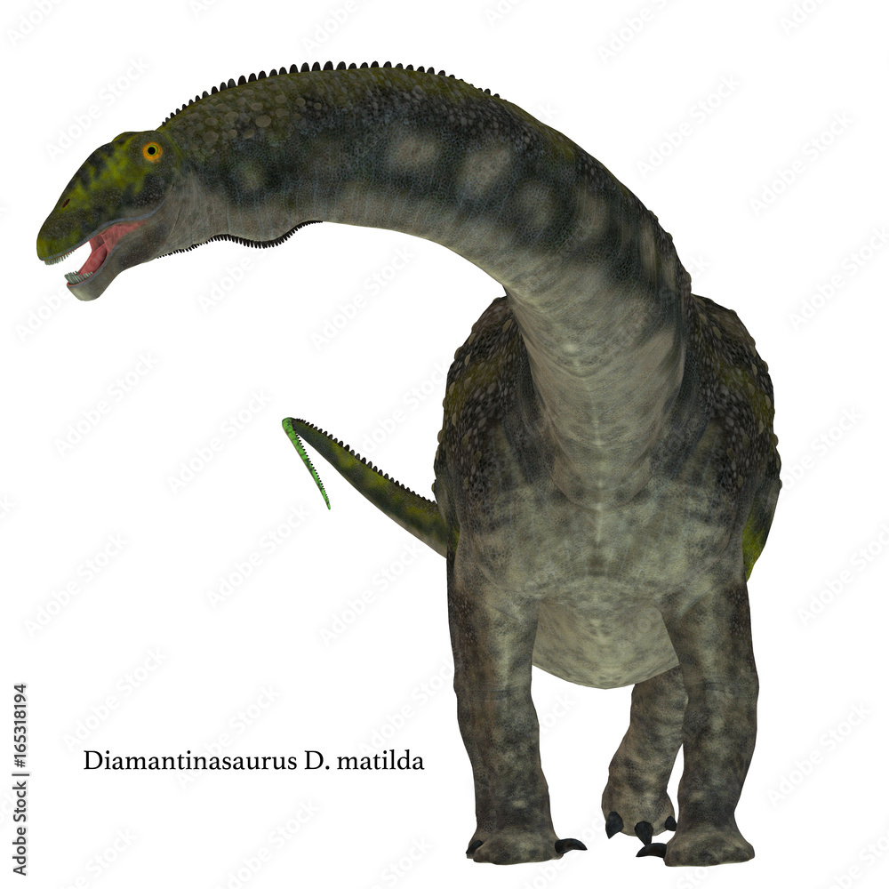 Diamantinasaurus Dinosaur on White with Font - Diamantinasaurus was a herbivorous sauropod dinosaur that lived in Australia during the Cretaceous Period. Diamantinasaurus Dinosaur on White with Font - Diamantinasaurus was a herbivorous sauropod dinosaur that lived in Australia during the Cretaceous Period.