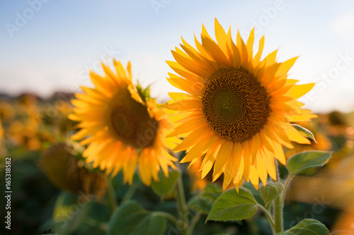 Beautiful yellow sunflower flowers against the sky, stunning landscape © maxmaslov