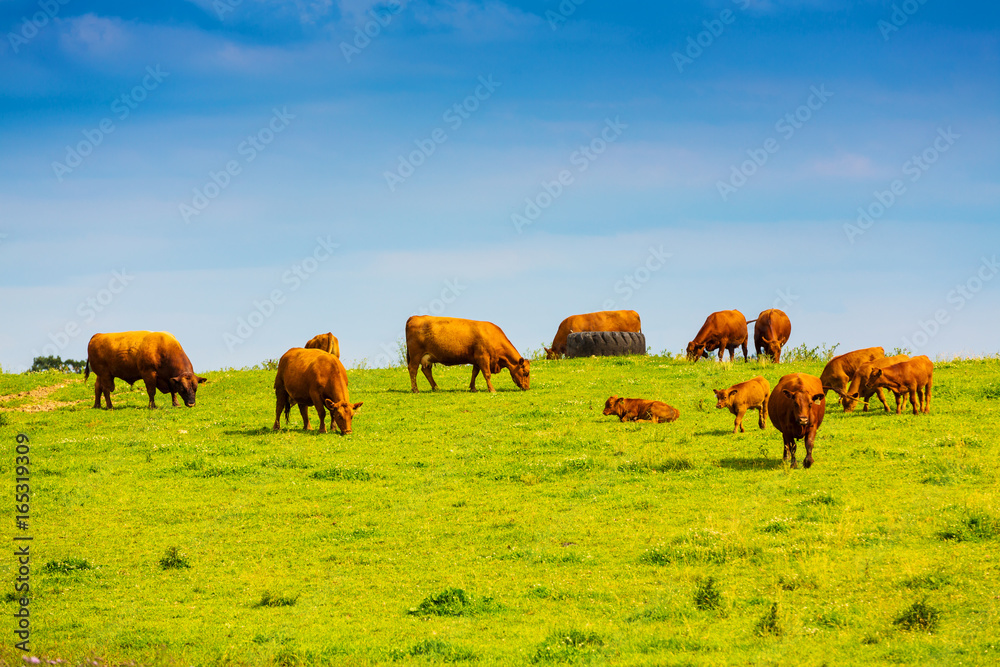 Fototapeta premium Brown Cows