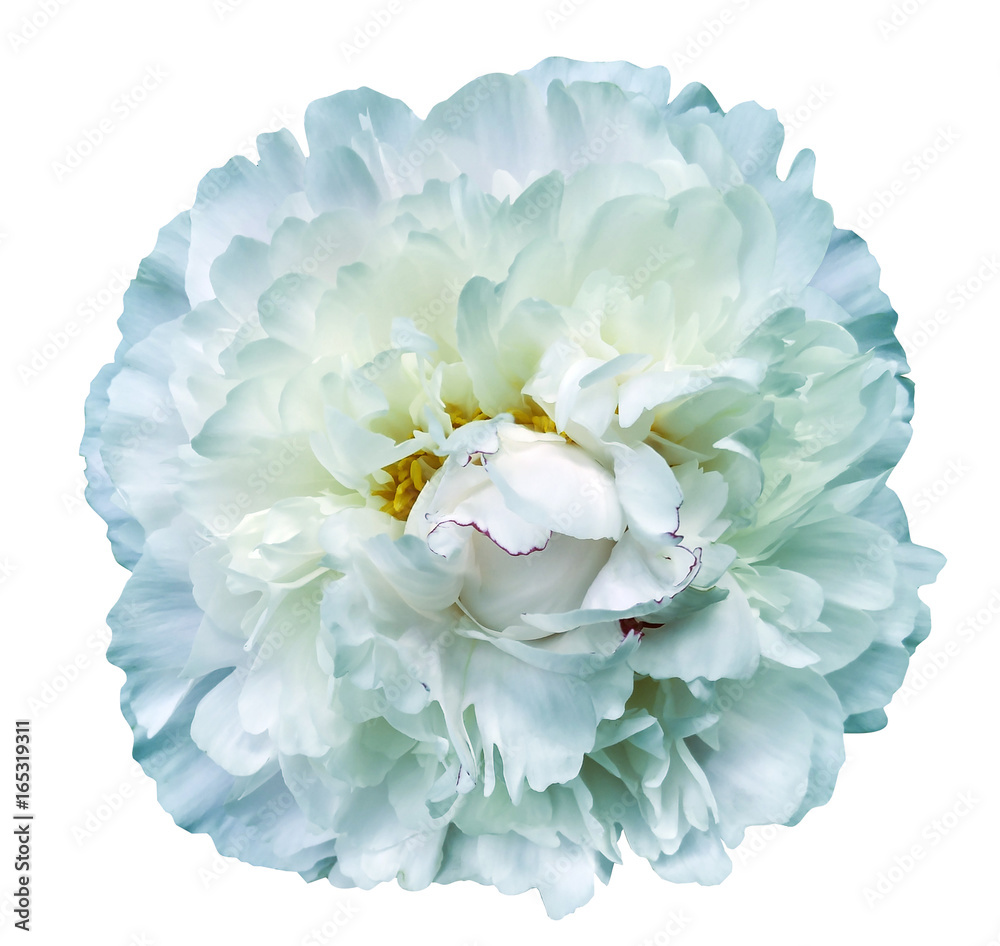 Peony flower white-turquoise on a white isolated background with clipping path. Nature. Closeup no shadows. Garden flower.