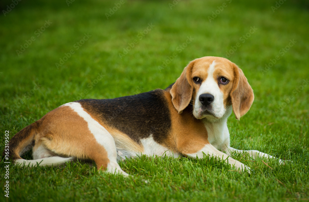 A beagle dog lying on a green grass