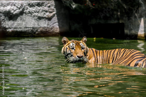 Closeup portrait of a swimming indochinese tiger