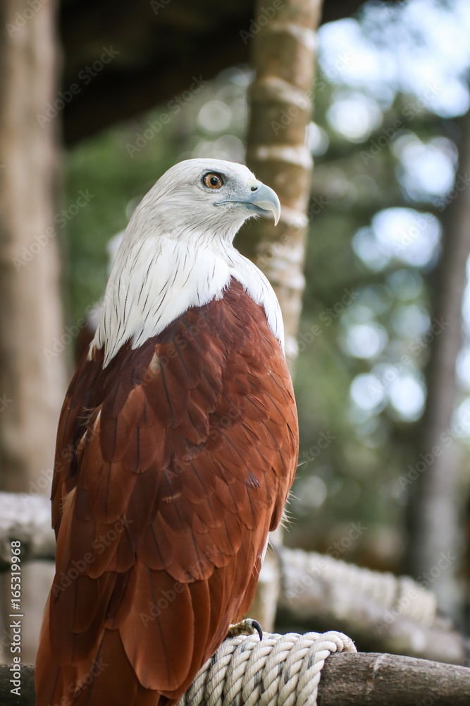 Hawk, Hawk eyes, red wing color hawk, Brahminy Kite is Flying Predators and powerful hawk that use to control other bird in farmer, biological control Hawk, Hawk eyes, red wing color hawk, Brahminy Kite is Flying Predators and powerful hawk that use to control other bird in farmer, biological control