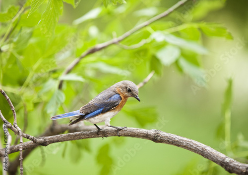 Female eastern bluebird perches on a branch