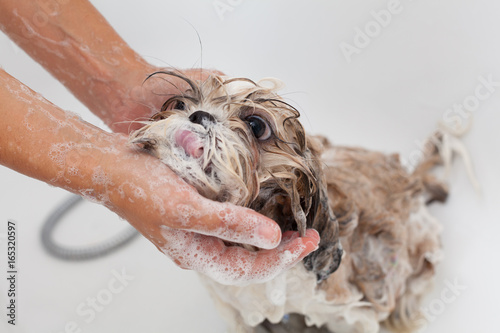 Photographie Bath of a dog Shih Tzu