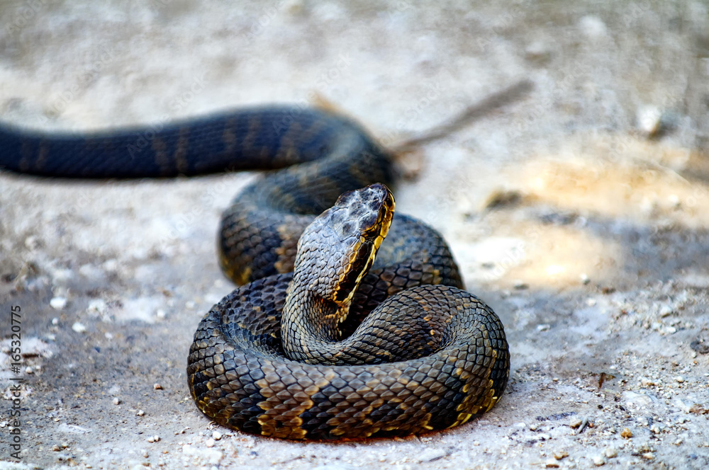 Obraz premium Everglades Cottonmouth Snake