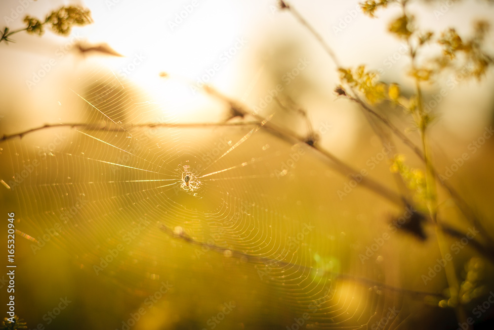 Silhouette of little spider in his web on sunset with selective focus on abstract background Silhouette of little spider in his web on sunset with selective focus on abstract background