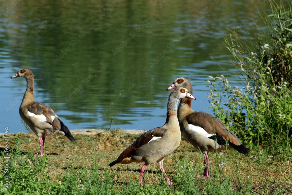 Egyptian Geese Egyptian Geese