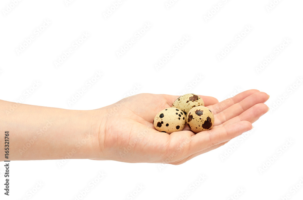Female hands hold a Quail raw eggs. Isolated on white background Female hands hold a Quail raw eggs. Isolated on white background