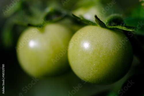 Green tomato detail