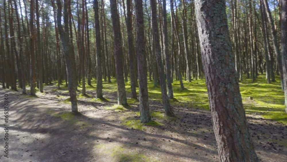 Personal perspective of walking on a path in the forest. Walk through thickets of forest. Slider shot in forest. Alley. Giant pine trees growing in unpolluted environment of a national park. Personal perspective of walking on a path in the forest. Walk through thickets of forest. Slider shot in forest. Alley. Giant pine trees growing in unpolluted environment of a national park.