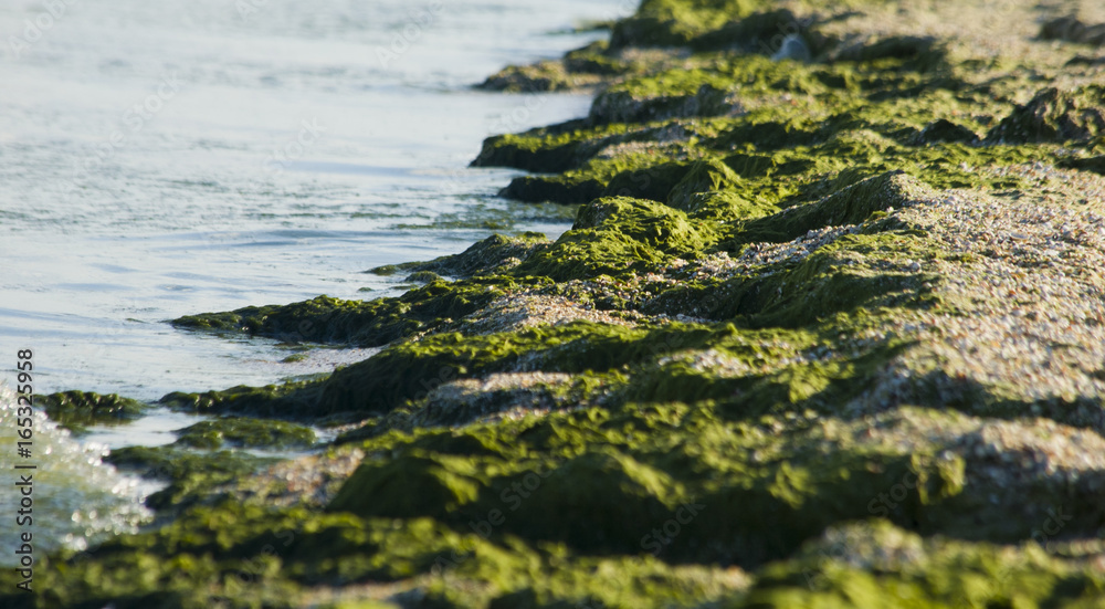 Green Seaweed on beach