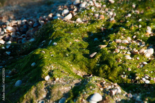 Green Seaweed on beach © V-lab