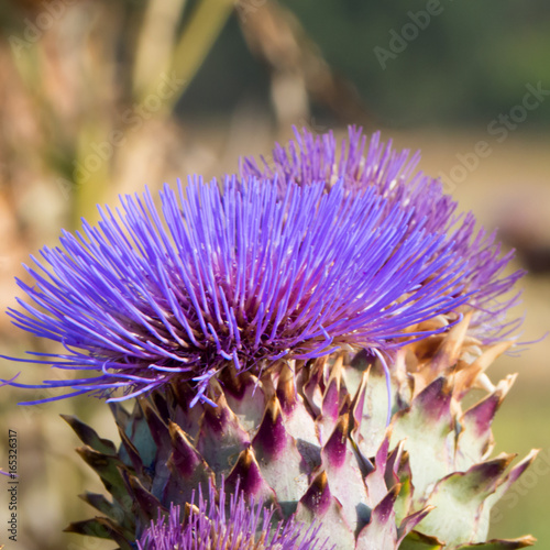 artichocke flowers photo