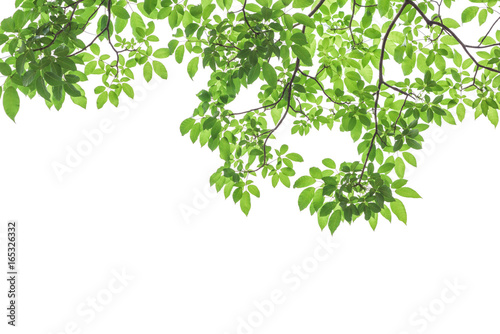 Green leaves isolated on white background