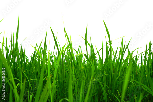 Close up green rice field isolated on white background