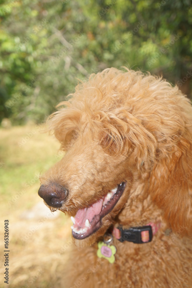 Fototapeta premium beautiful dog