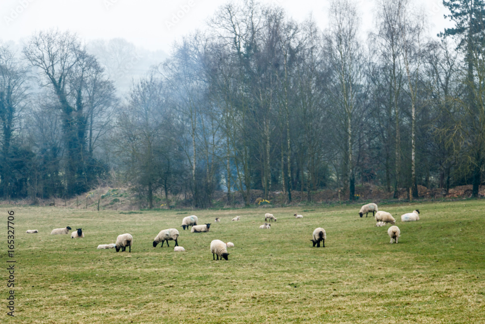 Sheep grazing in a summertime meadow in the UK Sheep grazing in a summertime meadow in the UK