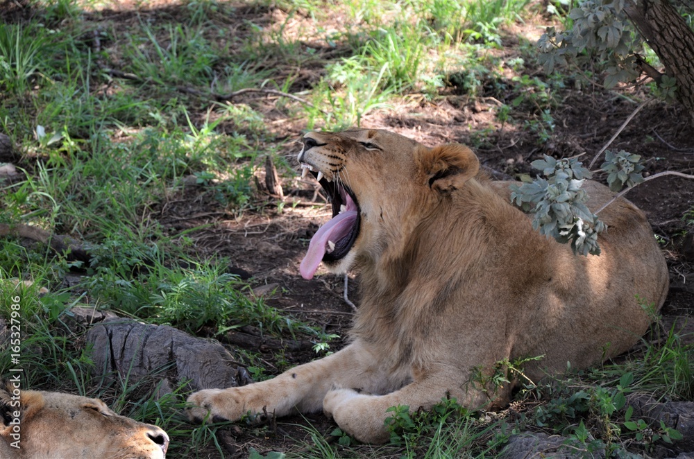 Fototapeta premium hear me roar