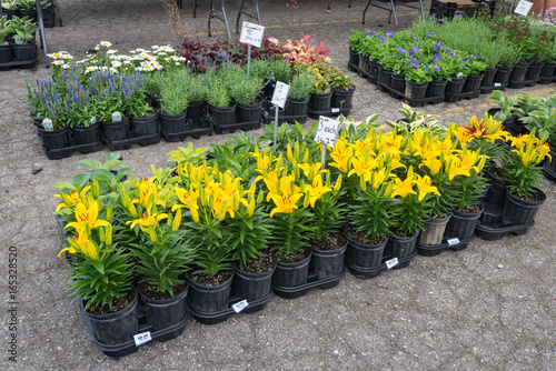 Flower Market
