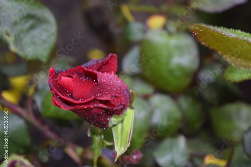 Rosa roja en el verde jardín