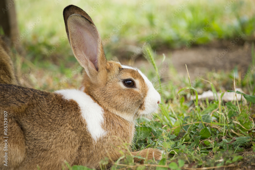 Fototapeta premium Brown Rabbit