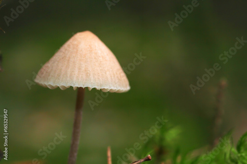 Small, light brown, delicate mushroom growing among green moss and grass