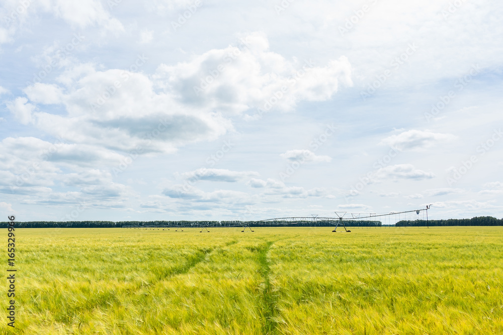 Obraz premium Beautiful wheat field