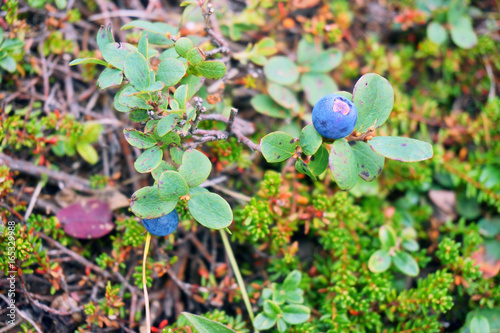 Blue berries, blueberries, leaves