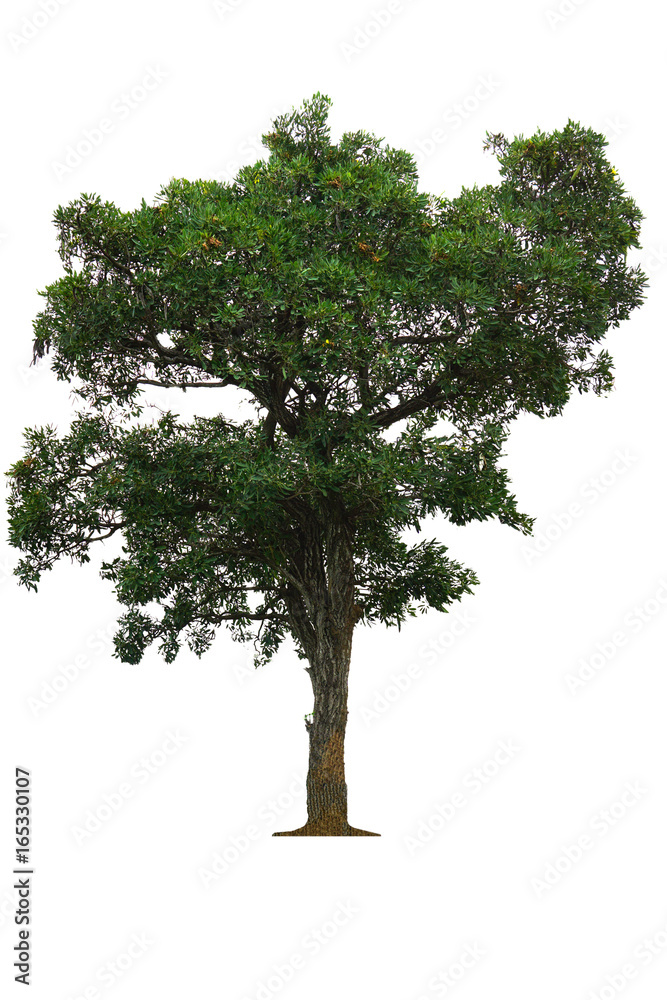 Obraz premium Tree isolated on white background