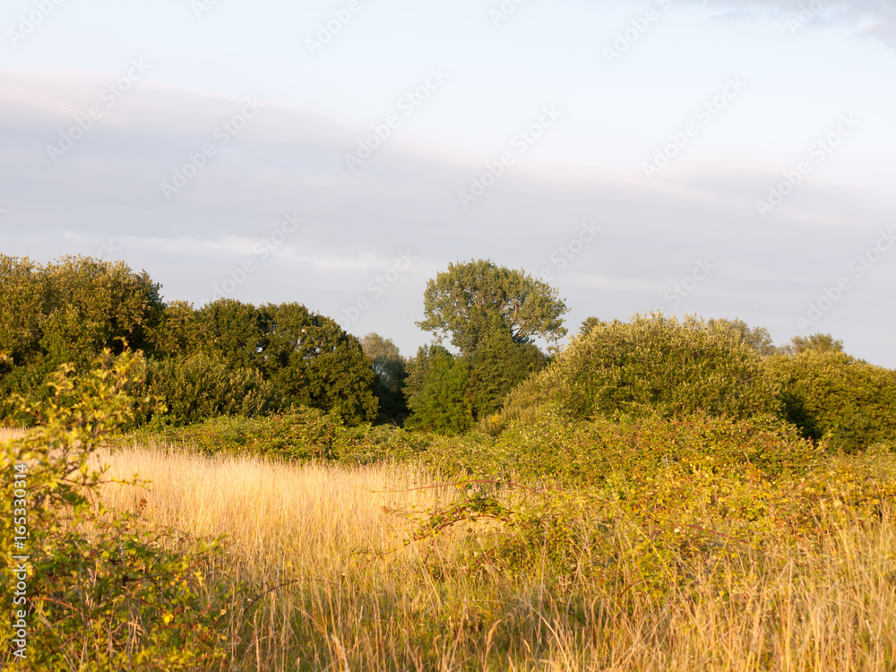 english meadow scene outside in summer light english meadow scene outside in summer light