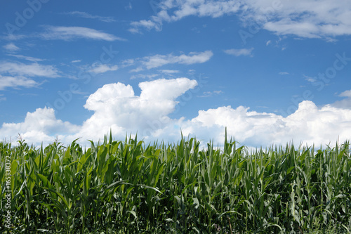 Landscape cornfield on the background of blue sky with clouds