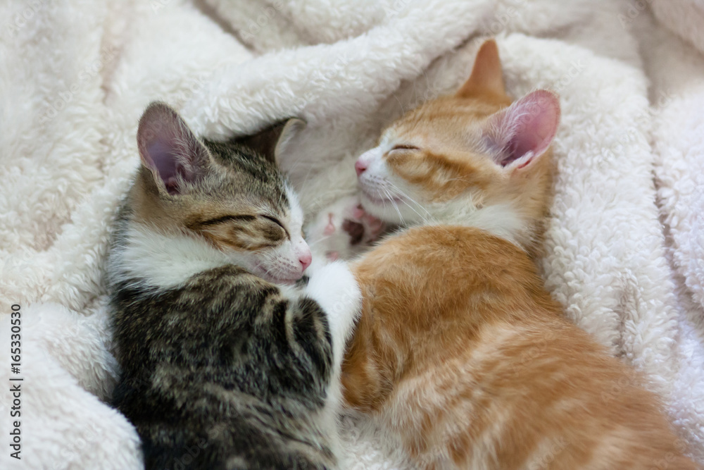 two kittens sleeping facing each other two kittens sleeping facing each other
