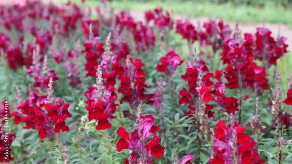 Rote Löwenmaul blumen im Garten Rote Löwenmaul blumen im Garten