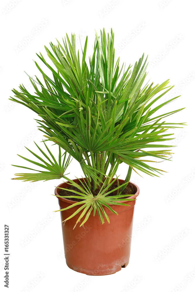 Fototapeta premium Palmier chamaerops humilis vulcano