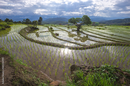 The beautiful scenery of Pa Pong Peang rice terrace at the northern of Thailand in the day time.