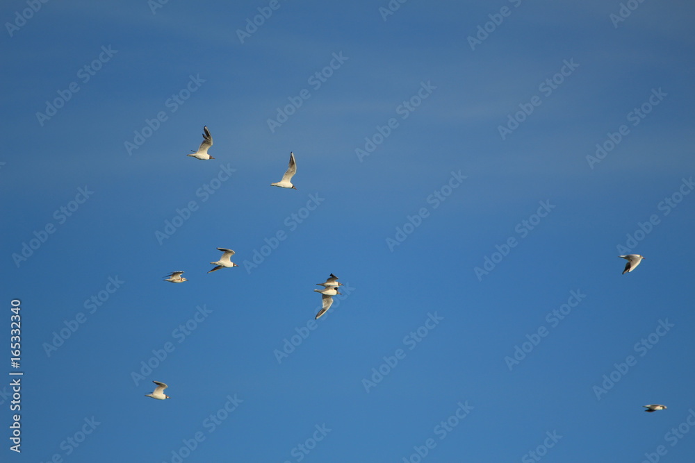 A flock of seagulls A flock of seagulls