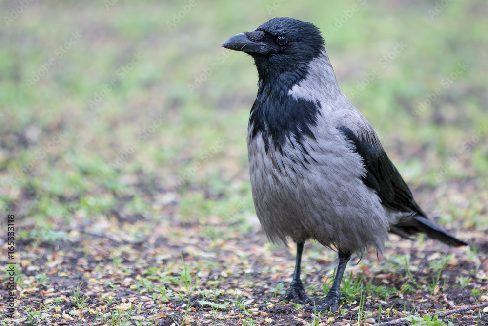 Aaskrähe (Corvus corone) Aaskrähe (Corvus corone)